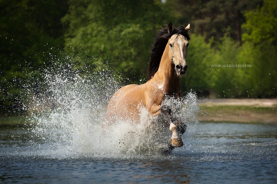 @Nikki de Kerf - Equestrian Photographer